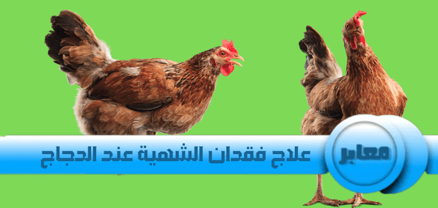 علاج فقدان الشهية عند الدجاج